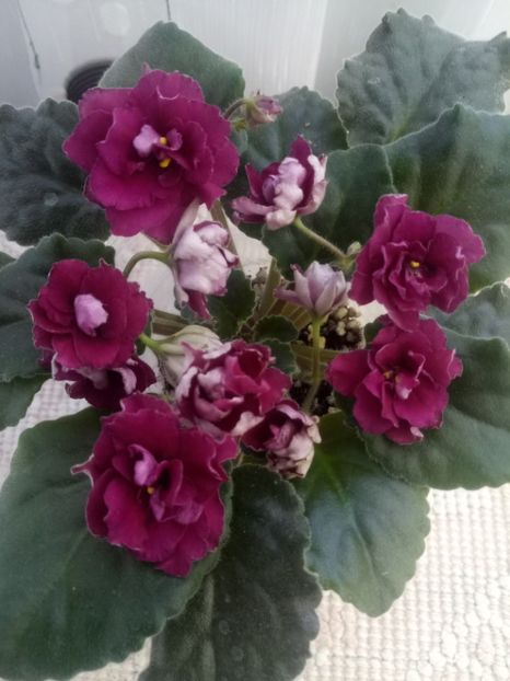 13 nov - ZZ Ness Antique Red