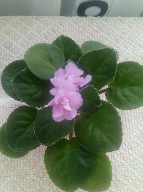 29 iul - RS Ptitsa Fenicks