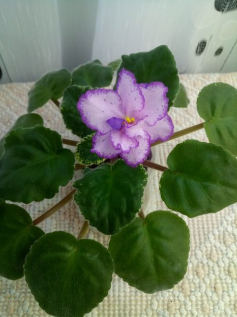 22 nov - RS Ptitsa Fenicks