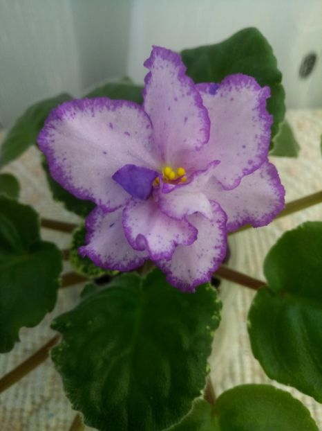 22 nov - RS Ptitsa Fenicks