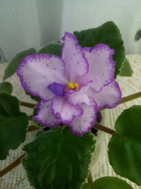 22 nov - RS Ptitsa Fenicks