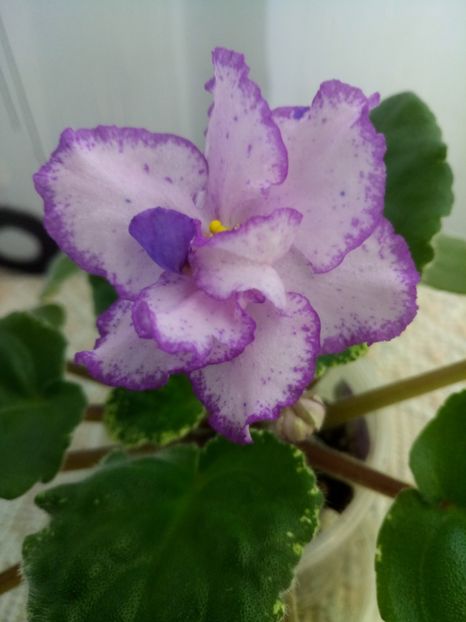 22 nov - RS Ptitsa Fenicks