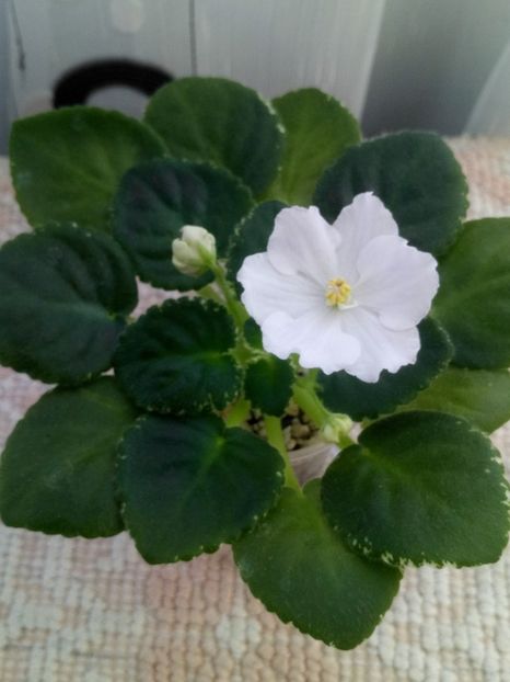 13 nov - ZZ RS Ariel sport