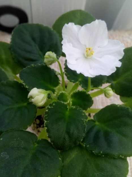 13 nov - ZZ RS Ariel sport