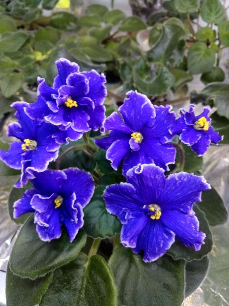 7 nov - ZZ Grape Glory