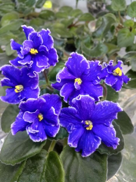 7 nov - ZZ Grape Glory