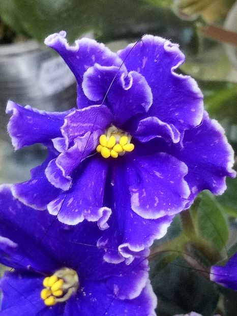 7 nov - ZZ Grape Glory