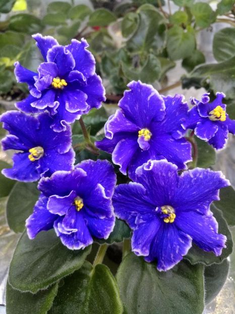 7 nov - ZZ Grape Glory