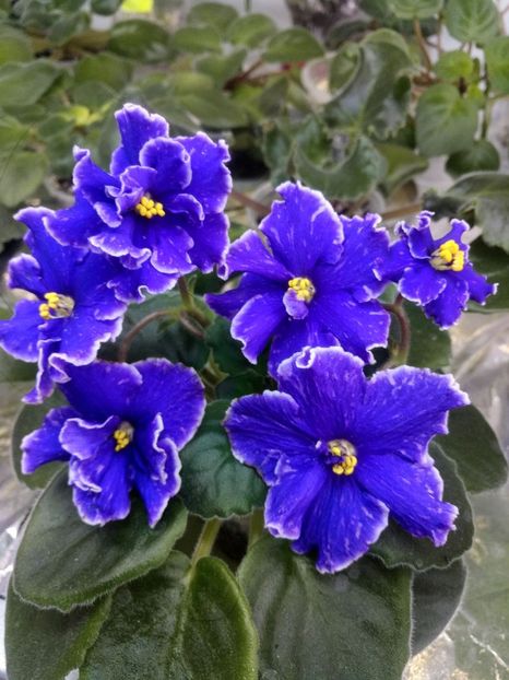 7 nov - ZZ Grape Glory