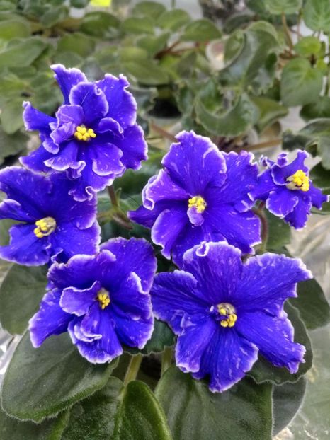 7 nov - ZZ Grape Glory