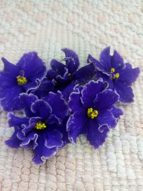 13 nov - ZZ Grape Glory