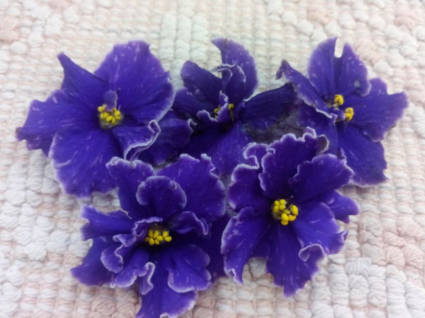 13 nov - ZZ Grape Glory