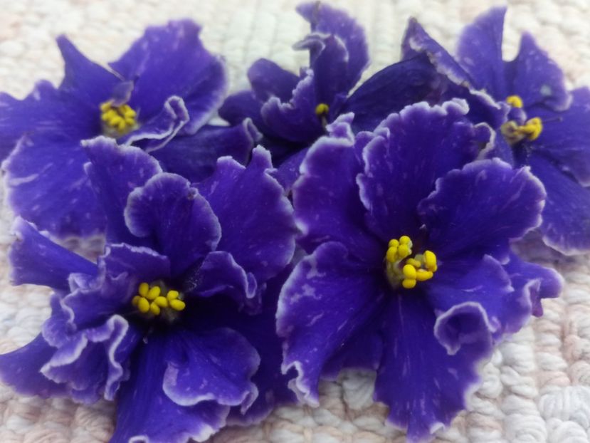 13 nov - ZZ Grape Glory