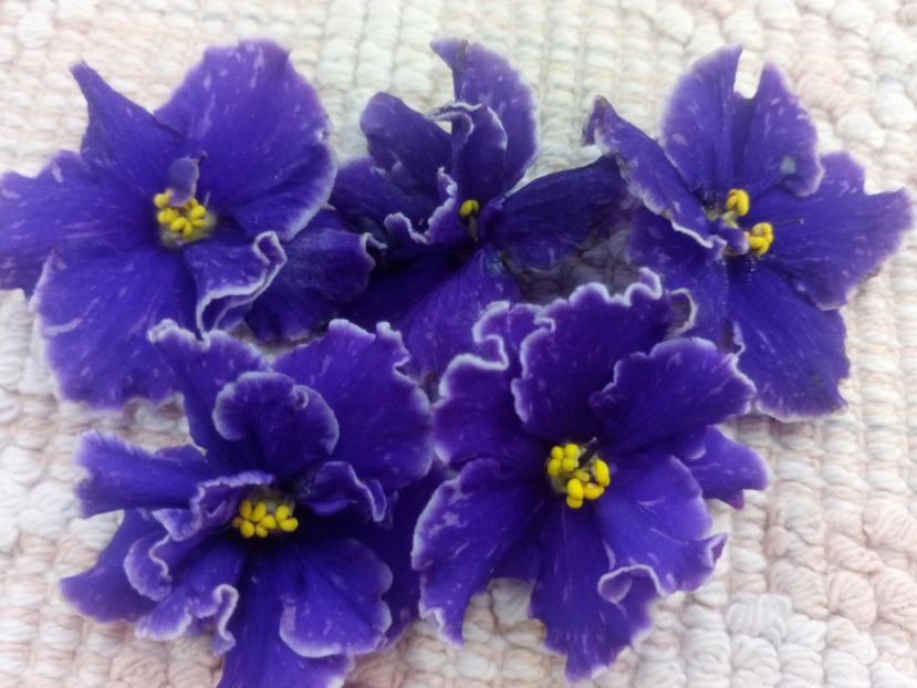 13 nov - ZZ Grape Glory