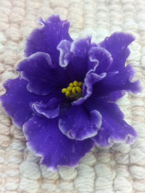 13 nov - ZZ Grape Glory