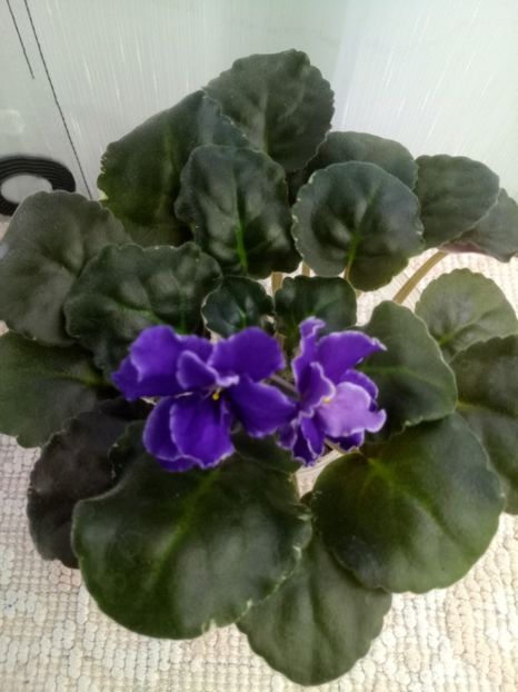 22 nov - ZZ Ian Tornado sport