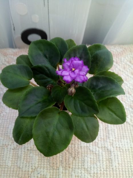 13 nov - ZZ RS Barkhatnyi Nariad