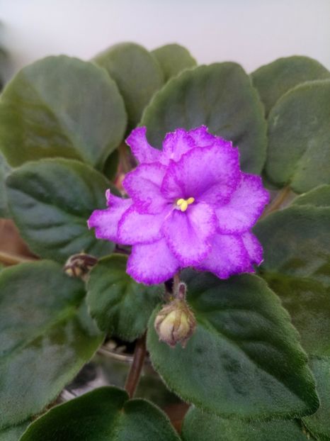 13 nov - ZZ RS Barkhatnyi Nariad