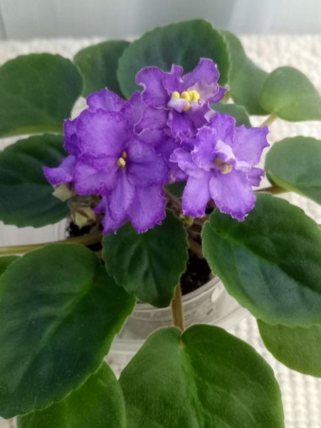 22 nov - ZZ RS Barkhatnyi Nariad