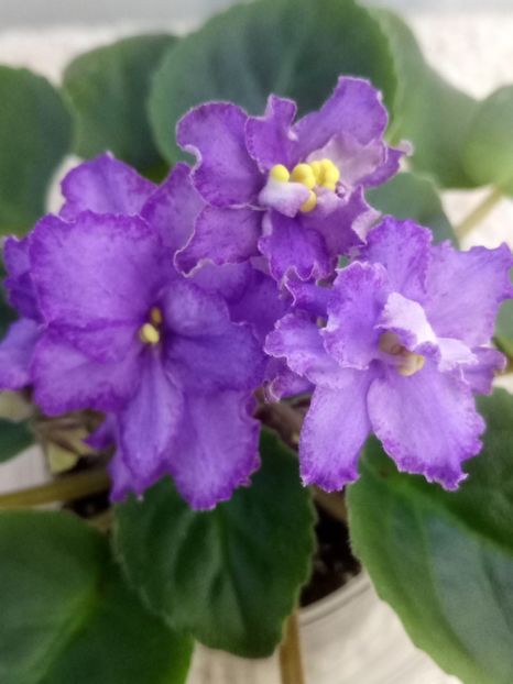 22 nov - ZZ RS Barkhatnyi Nariad