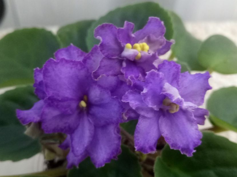 22 nov - ZZ RS Barkhatnyi Nariad