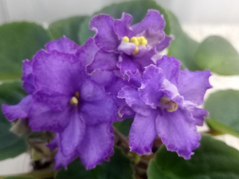 22 nov - ZZ RS Barkhatnyi Nariad