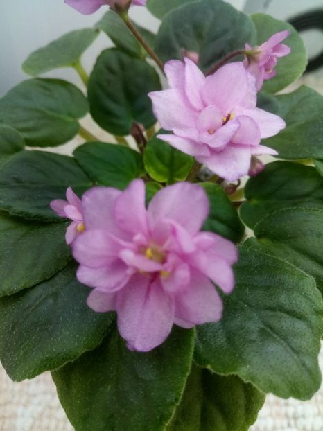 7 nov - Candy Fountain