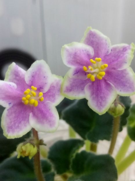 13 nov - ZZ Rebel s Splatter Kake