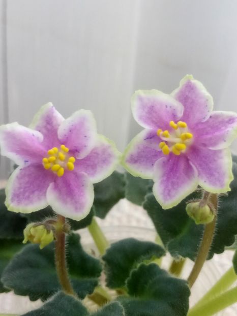 13 nov - ZZ Rebel s Splatter Kake