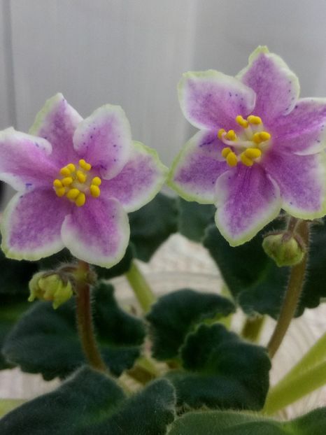 13 nov - ZZ Rebel s Splatter Kake