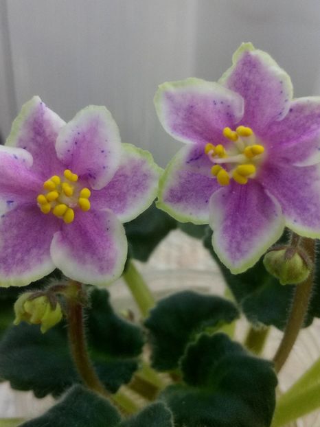 13 nov - ZZ Rebel s Splatter Kake