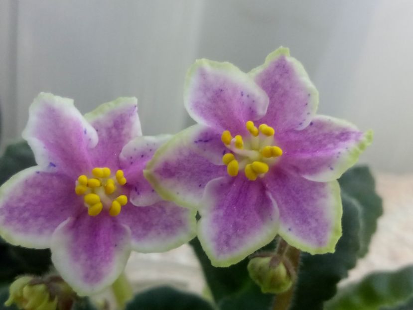 13 nov - ZZ Rebel s Splatter Kake