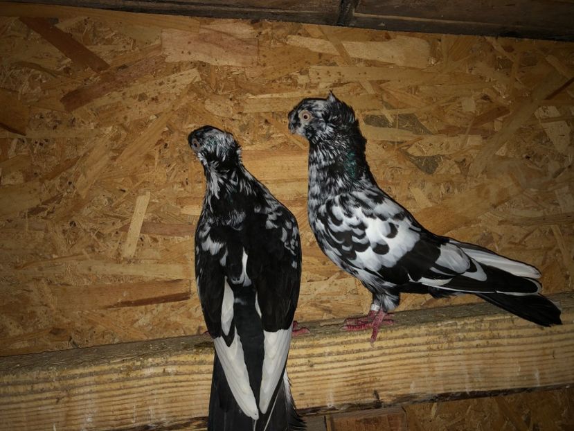  - 000001 2 verișori