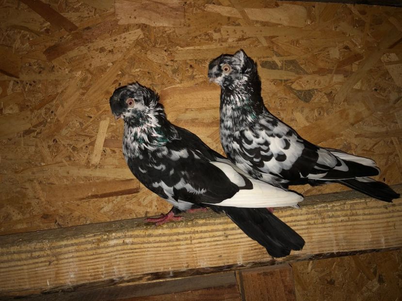  - 000001 2 verișori