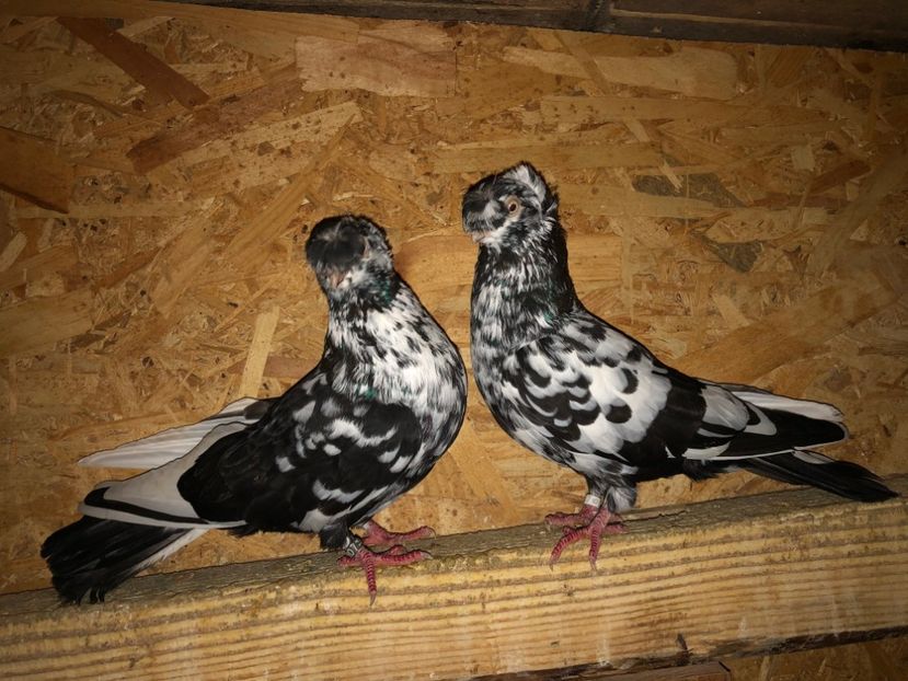  - 000001 2 verișori