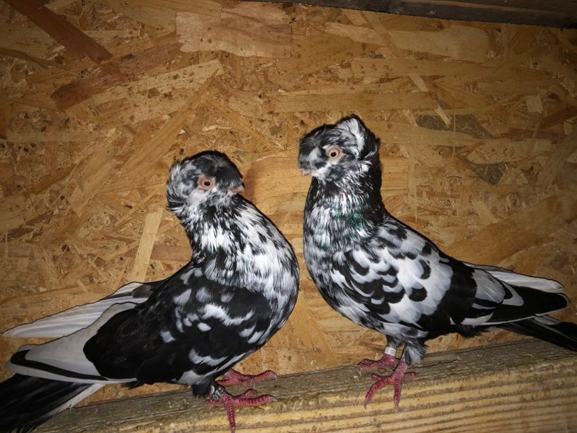  - 000001 2 verișori