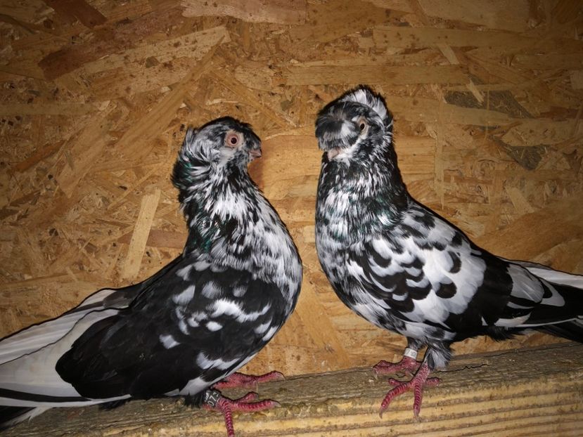  - 000001 2 verișori