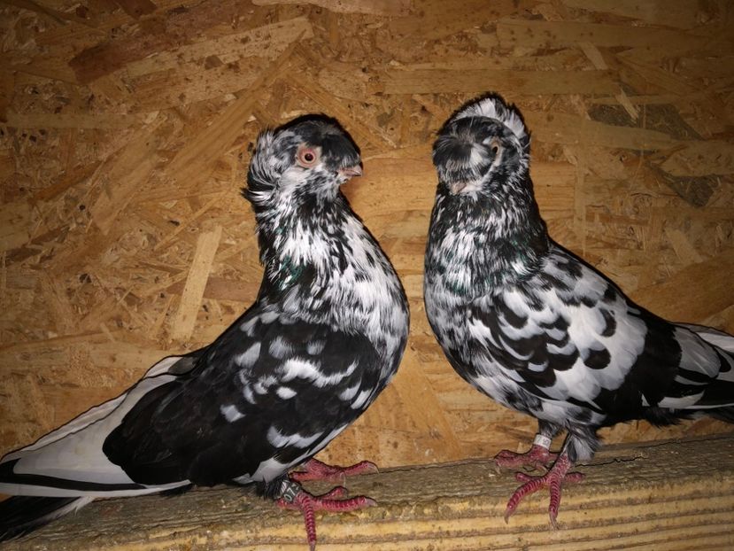  - 000001 2 verișori