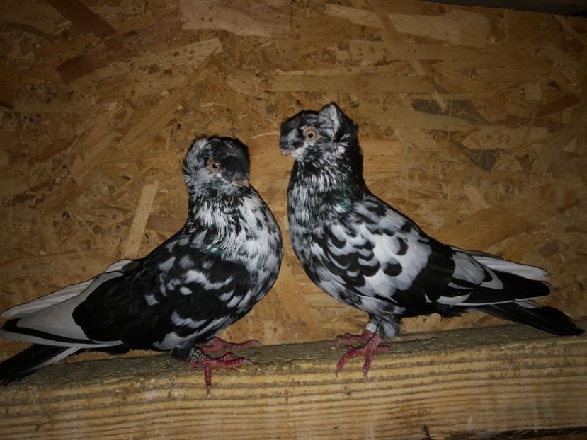  - 000001 2 verișori