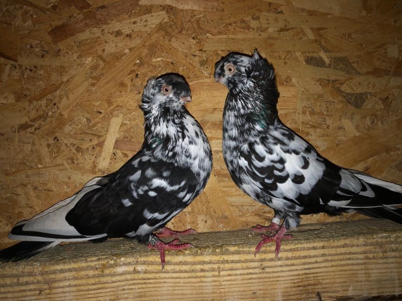  - 000001 2 verișori