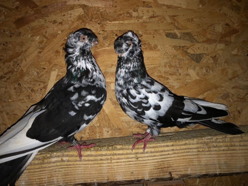  - 000001 2 verișori