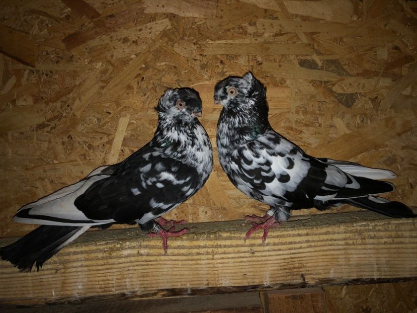  - 000001 2 verișori