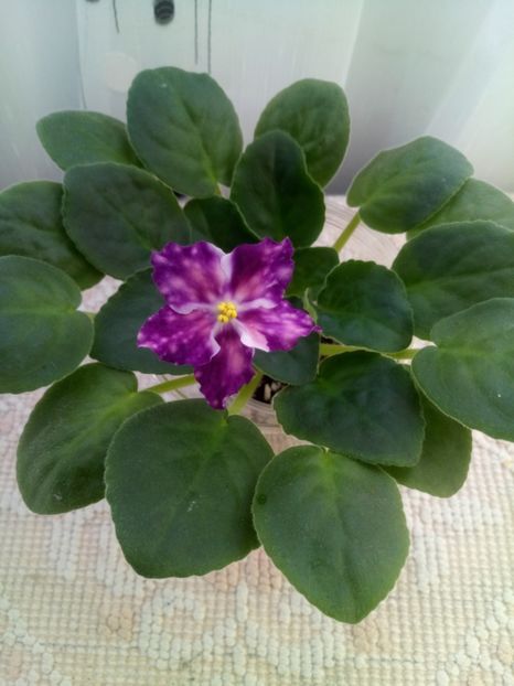 13 nov - ZZ LE Carnival Night