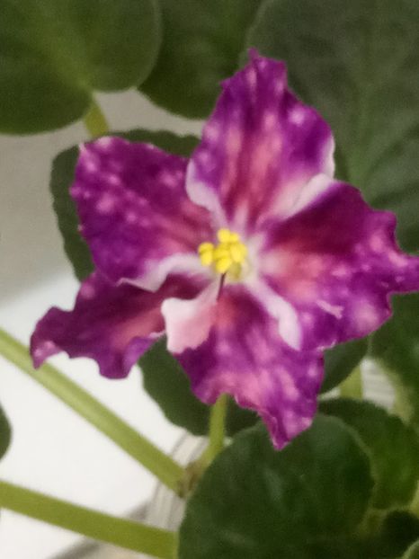 13 nov - ZZ LE Carnival Night