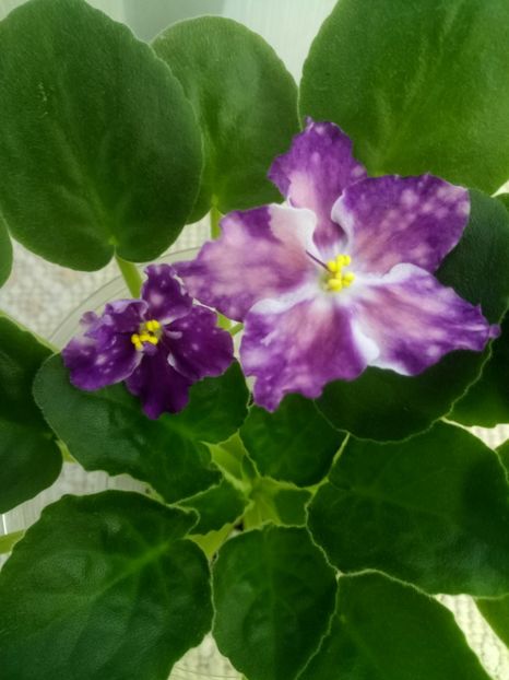 22 nov - ZZ LE Carnival Night