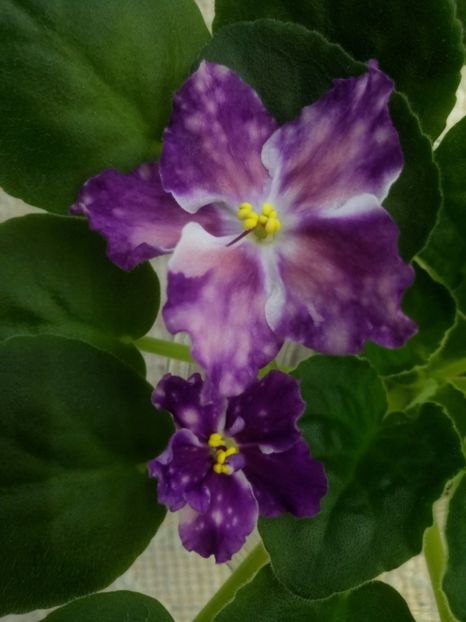 22 nov - ZZ LE Carnival Night