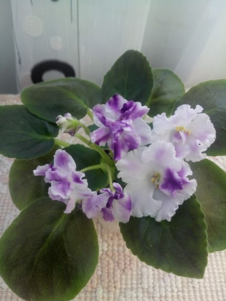 13 nov - ZZ AE Avantiura