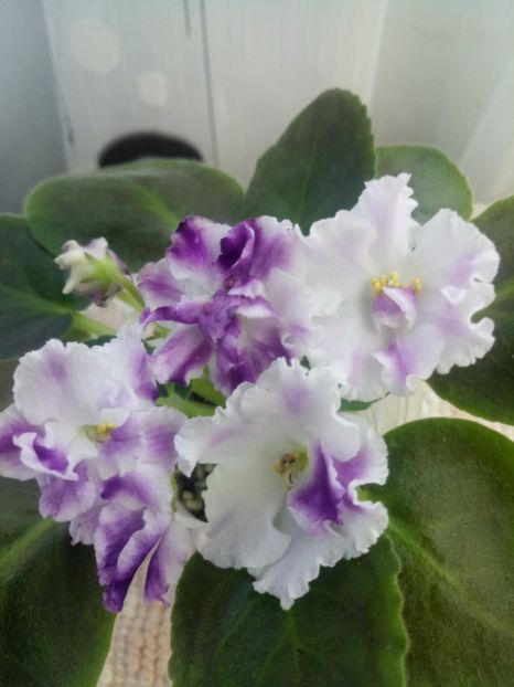 13 nov - ZZ AE Avantiura