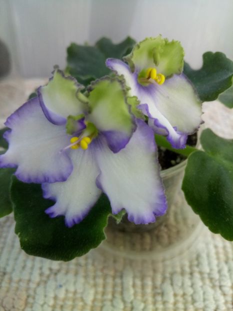 22 nov - ZZ LE Posledneye Dikhanie Zimy