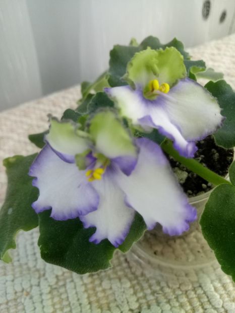 22 nov - ZZ LE Posledneye Dikhanie Zimy